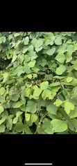 Pueraria montana lobata