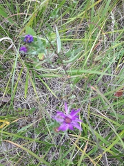 Symphyotrichum sericeum