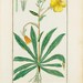 Long-flowered Evening-Primrose - Photo (c) Biodiversity Heritage Library, some rights reserved (CC BY)