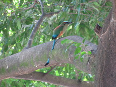 Eumomota superciliosa