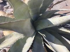 Agave turneri