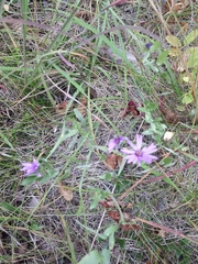 Symphyotrichum sericeum