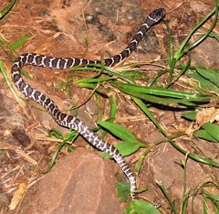 Dipsas ventrimaculata