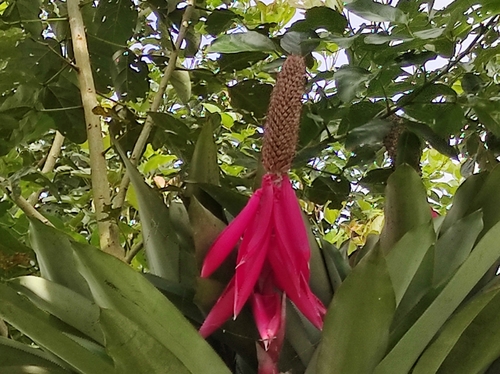 Image of Aechmea mariae by (c) Hersson Ramírez, some rights reserved (CC BY)