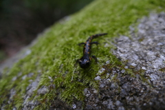 Salamandra salamandra gallaica