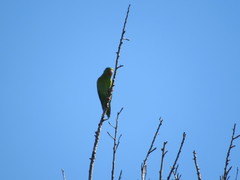 Brotogeris jugularis