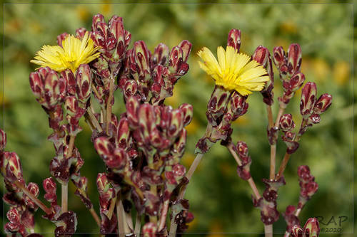 Lactuca sativa