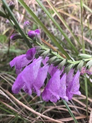 Physostegia pulchella