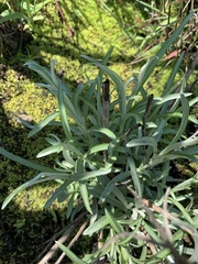 Helichrysum chrysargyrum