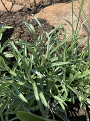 Helichrysum chrysargyrum