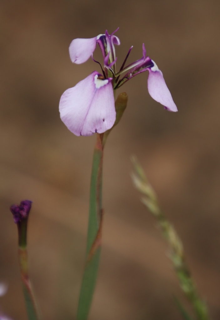 Moraea debilis