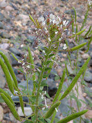 Polanisia dodecandra trachysperma
