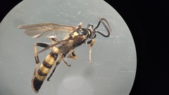 Colpotrochia trifasciata