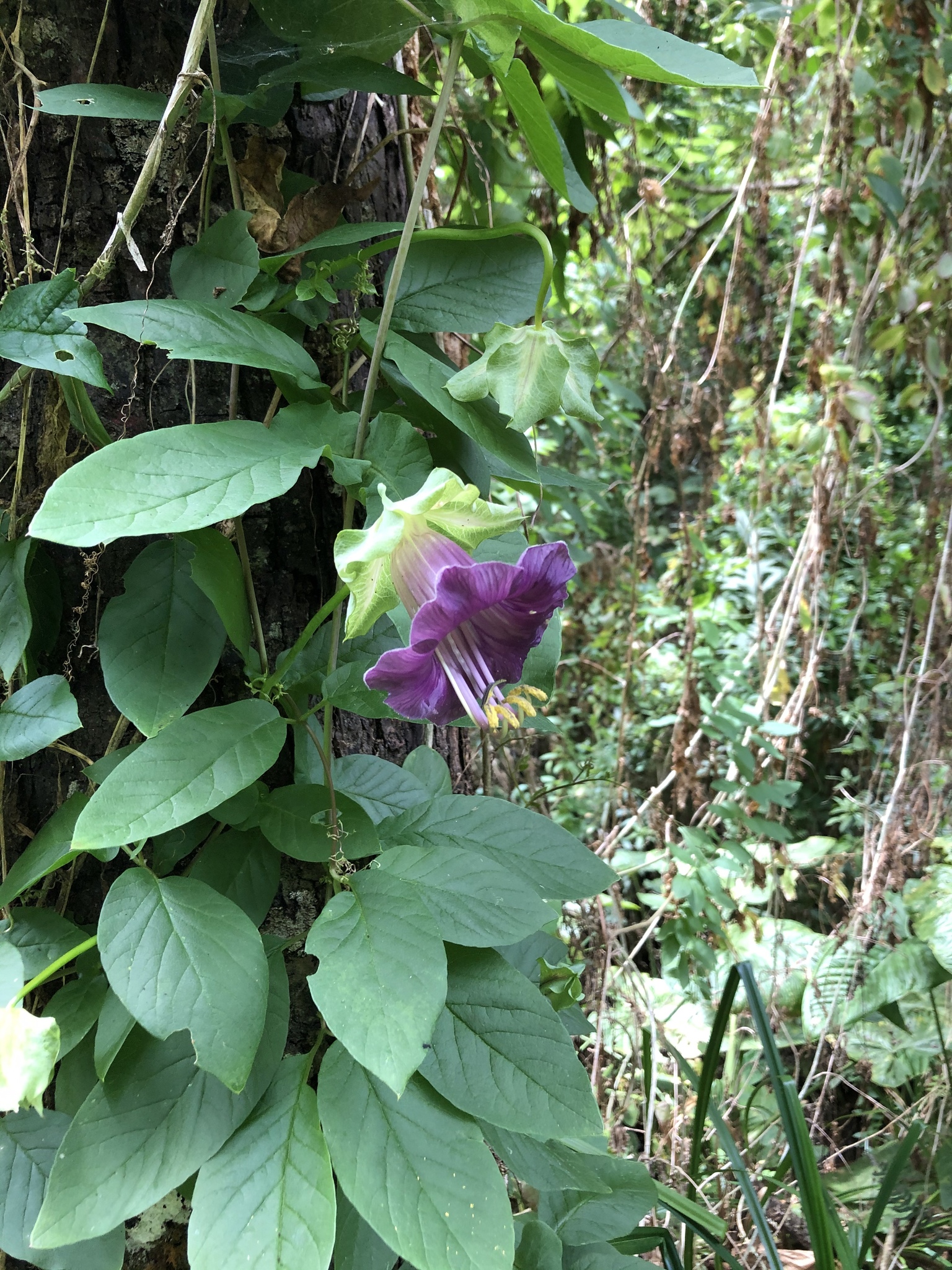 Cobaea scandens image