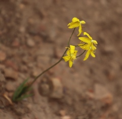 Cyanella lutea lutea