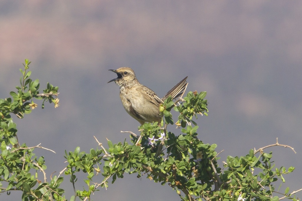 Brown Songlark (Cincloramphus cruralis) photo