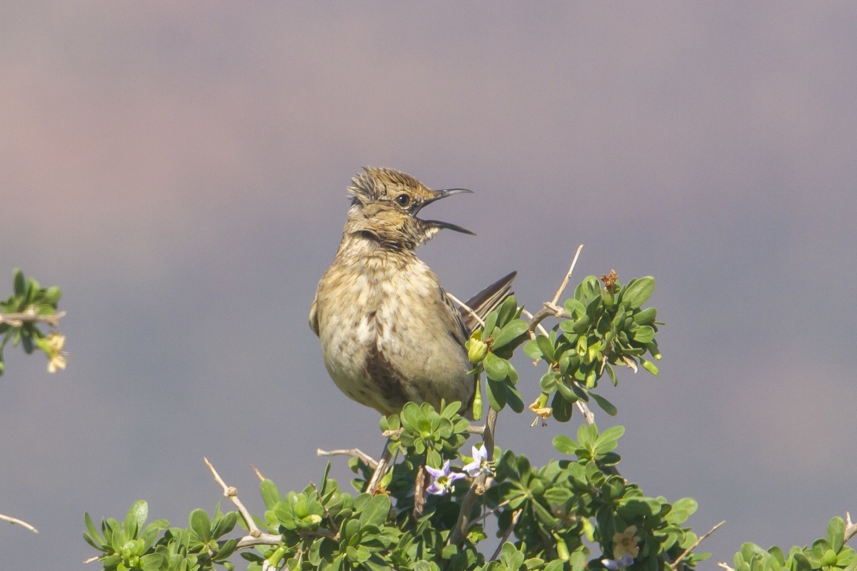 Brown Songlark illustration