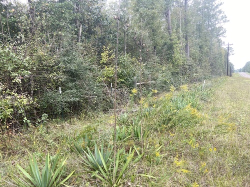 Yucca cernua