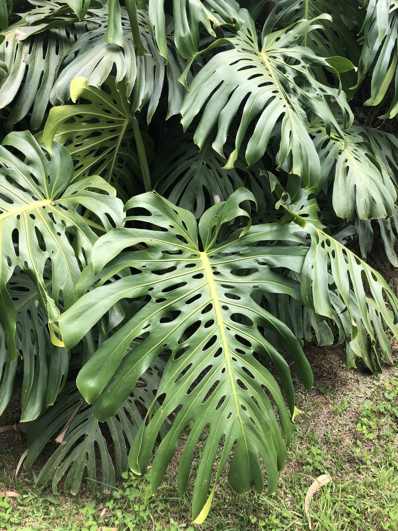 Monstera image