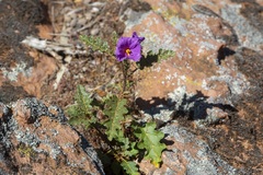 Solanum petrophilum