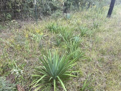 Yucca cernua
