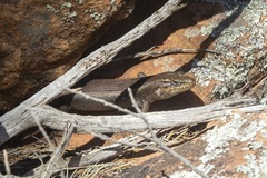 Liopholis personata