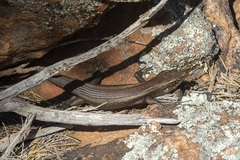 Liopholis personata