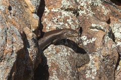 Liopholis personata
