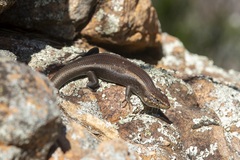 Liopholis personata