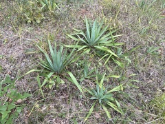 Yucca cernua