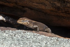 Liopholis personata