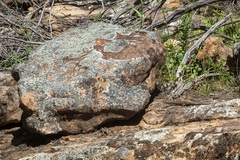 Liopholis personata
