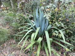 Yucca cernua