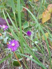 Symphyotrichum sericeum