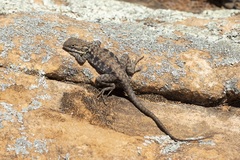 Ctenophorus modestus