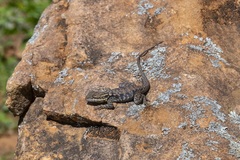 Ctenophorus modestus