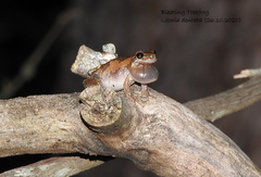 Litoria balatus