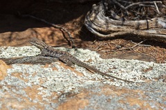 Ctenophorus modestus