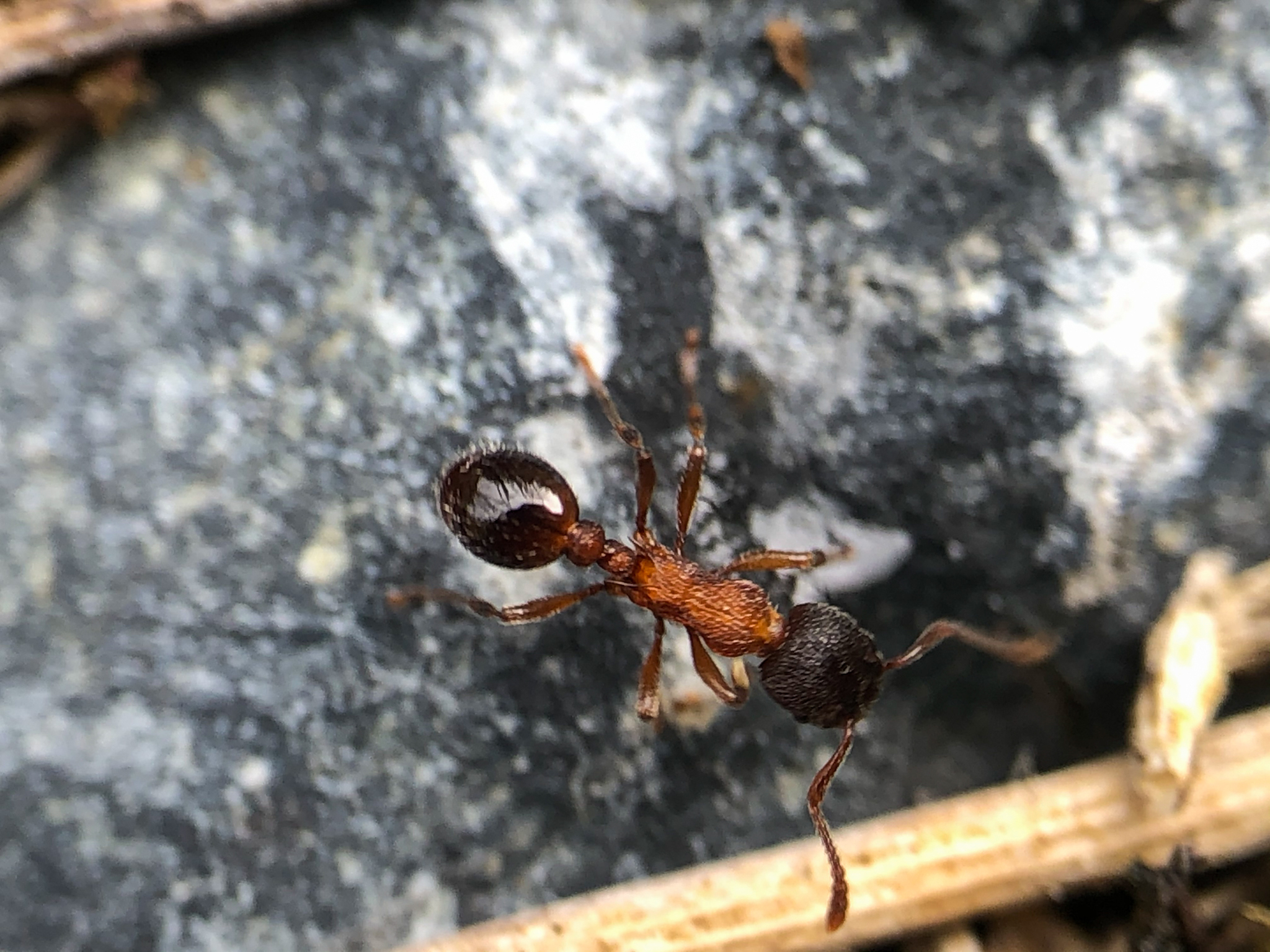 Myrmica incompleta