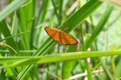 Idaea flaveolaria