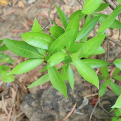 Barringtonia acutangula
