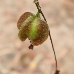 Barringtonia acutangula