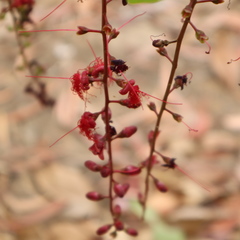 Barringtonia acutangula