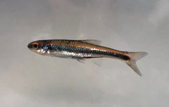 Notropis cummingsae