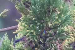 Garrulus glandarius japonicus