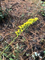 Solidago virgata