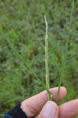 Setaria geminata