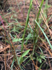 Solidago virgata