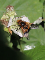Volucella inflata