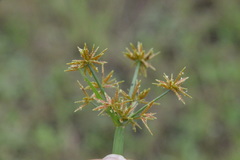 Cyperus haspan